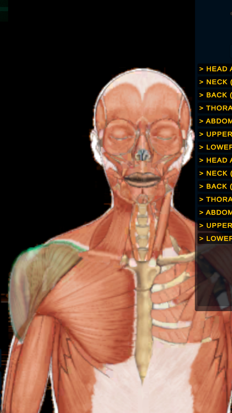LAYERS ANATOMY